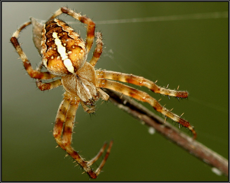 photo "Dead set-1" tags: macro and close-up, nature, insect