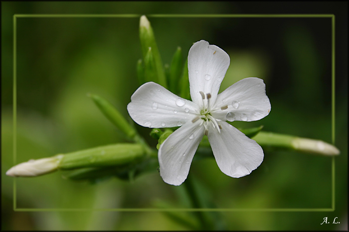 photo "plane" tags: macro and close-up, nature, flowers