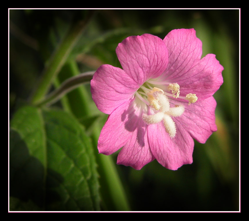 photo "Pink miracle" tags: nature, macro and close-up, flowers