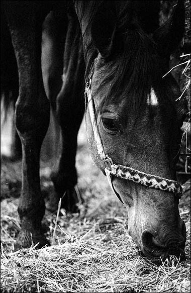 фото "Портрет лошади" метки: природа, черно-белые, домашние животные