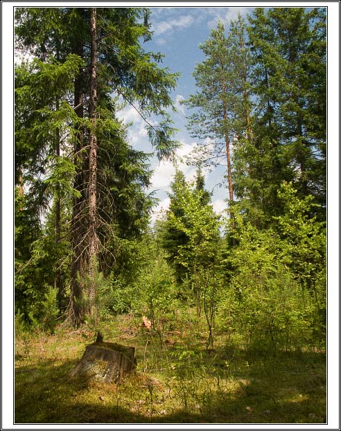 фото "Лето в бору" метки: пейзаж, лес, лето