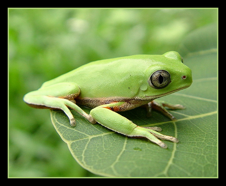фото "Phyllomedusa hypochondryalis" метки: разное, 