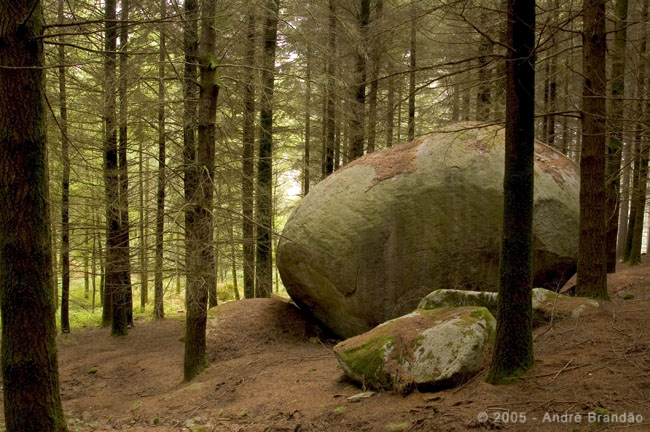 photo "forest III" tags: landscape, travel, Europe, forest