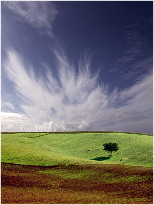 photo "Alone tree" tags: landscape, nature, winter