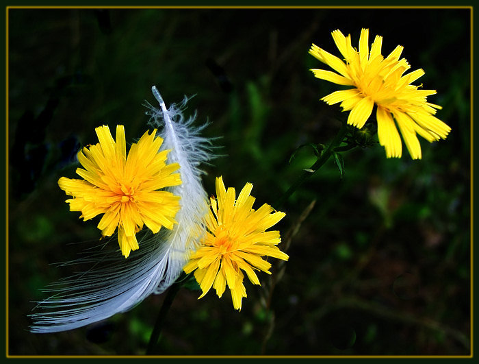 photo "Natural still-life" tags: nature, still life, flowers