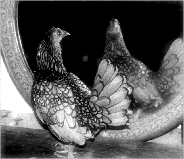 photo "...tell me, Mirror..." tags: nature, portrait, pets/farm animals