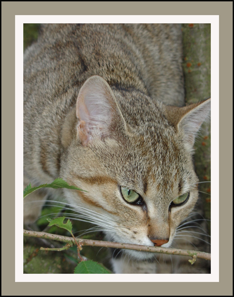 photo "On the prowl" tags: nature, pets/farm animals
