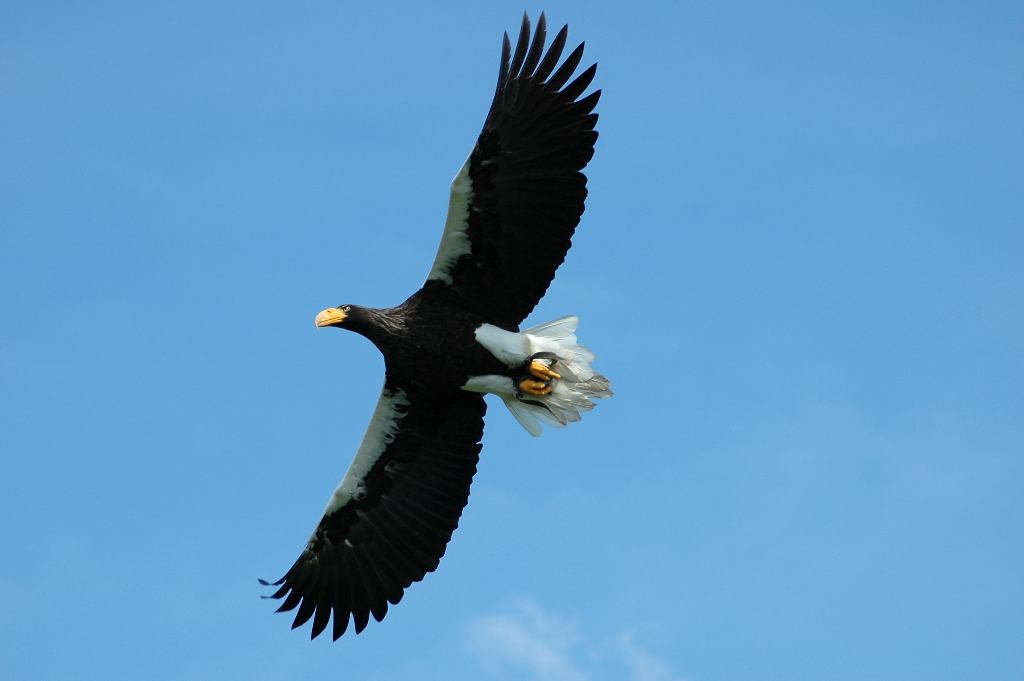 photo "Eagles fly" tags: nature, wild animals