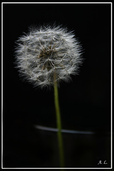 photo "simple beauty" tags: macro and close-up, nature, flowers