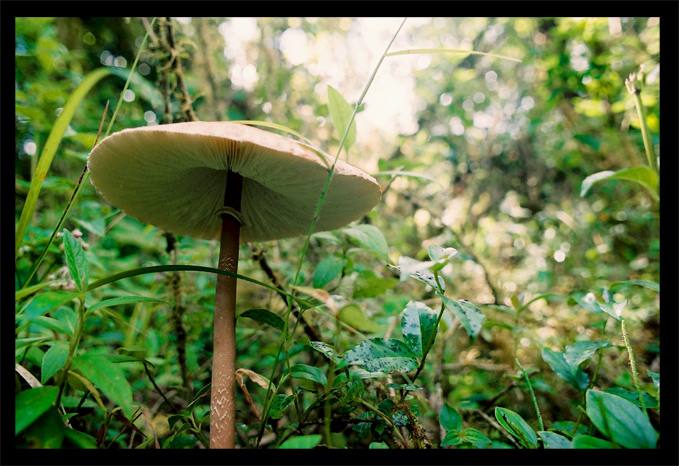 photo "en la Yunga" tags: nature, flowers