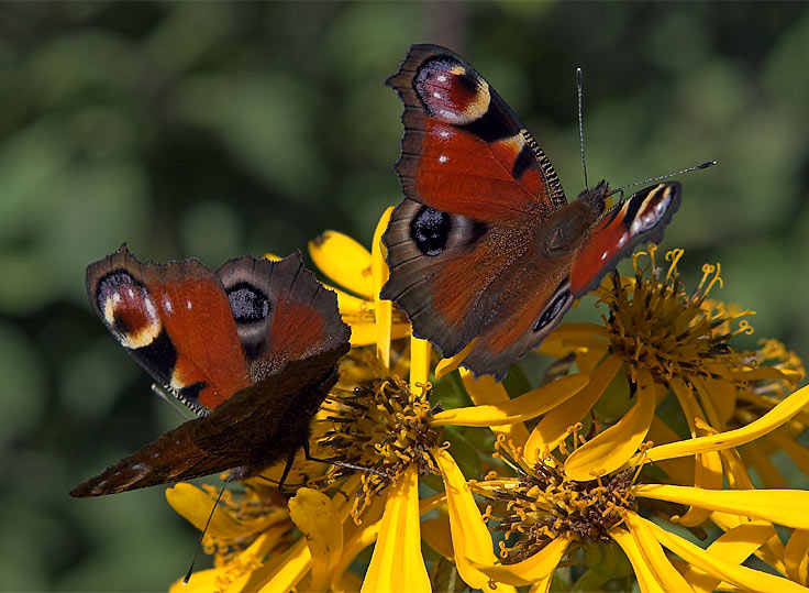 photo "Butterfly Couple" tags: macro and close-up, 