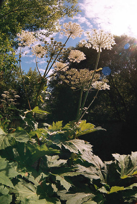 photo "***" tags: landscape, nature, flowers, summer