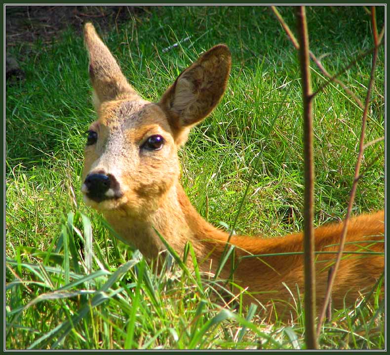 photo "Bambi" tags: nature, travel, Europe, wild animals