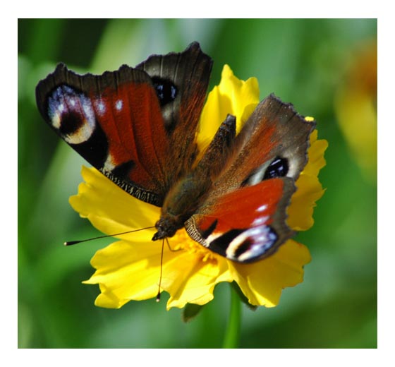 фото "Madam Butterfly-2" метки: природа, насекомое, цветы