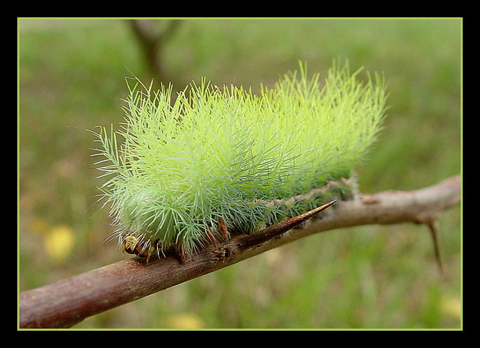 фото "Fire worm" метки: макро и крупный план, природа, насекомое