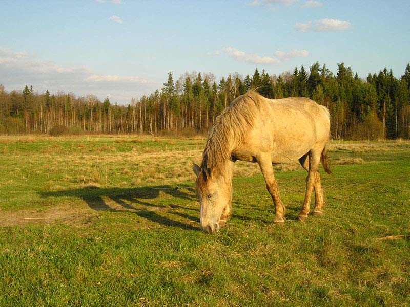 photo "Horse" tags: landscape, summer