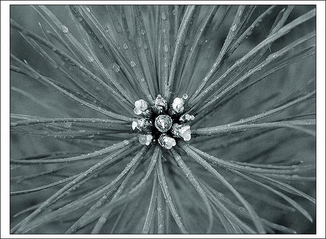 photo "drops of dew, drops of resin (v.2)" tags: nature, abstract, flowers