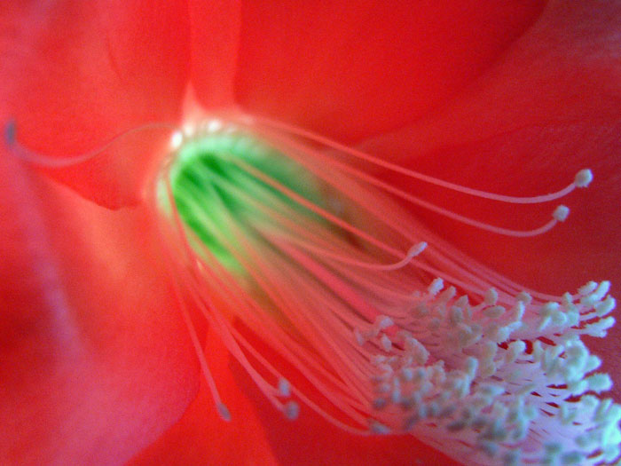 photo "Inside" tags: macro and close-up, 