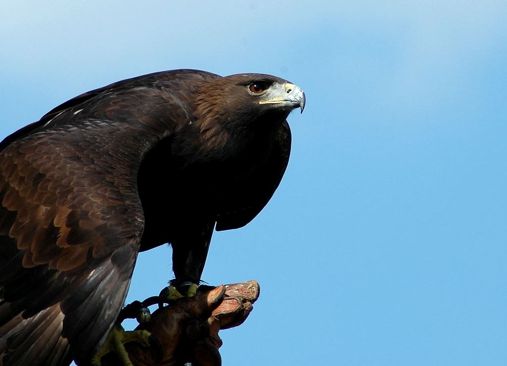 photo "Looking for the prey" tags: nature, wild animals