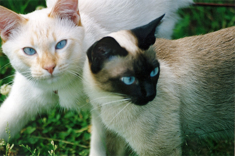 photo "Cat-o-Models" tags: nature, pets/farm animals