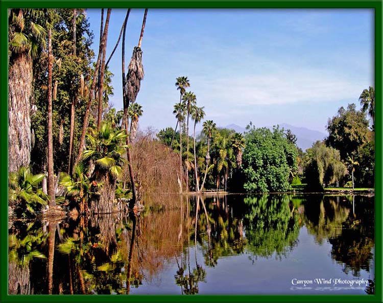 photo "Los Angeles County Arboretum ." tags: travel, landscape, North America, summer