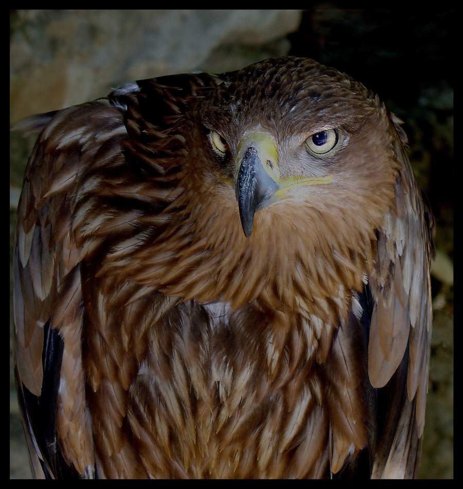 photo "The birdy" tags: nature, wild animals