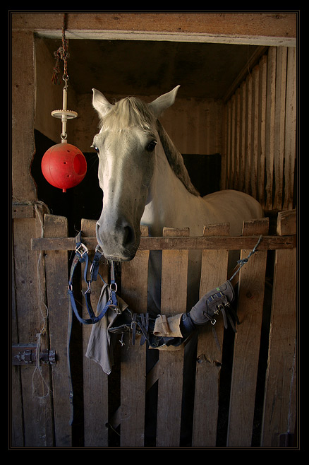 photo "Portrait of the Filly" tags: portrait, nature, pets/farm animals