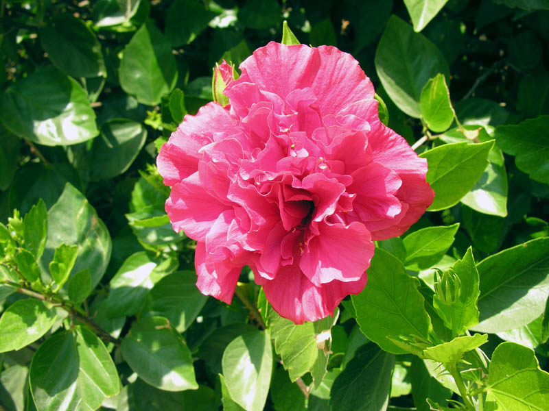 photo "***" tags: nature, macro and close-up, flowers