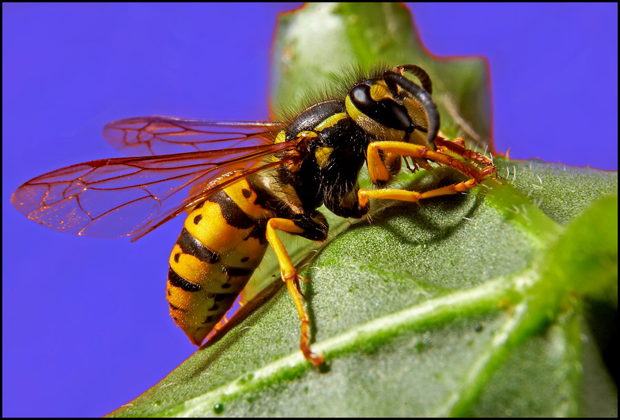 photo "Wasp 2..." tags: macro and close-up, 