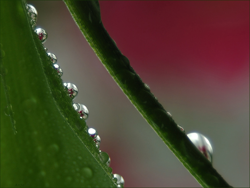 photo "to teach to fall" tags: macro and close-up, genre, 