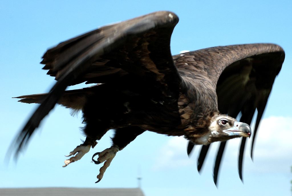 photo "Vulture's fly" tags: nature, wild animals