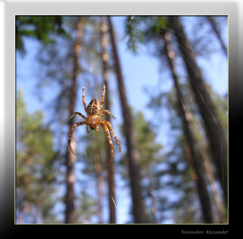 photo "The wood hunter" tags: nature, insect