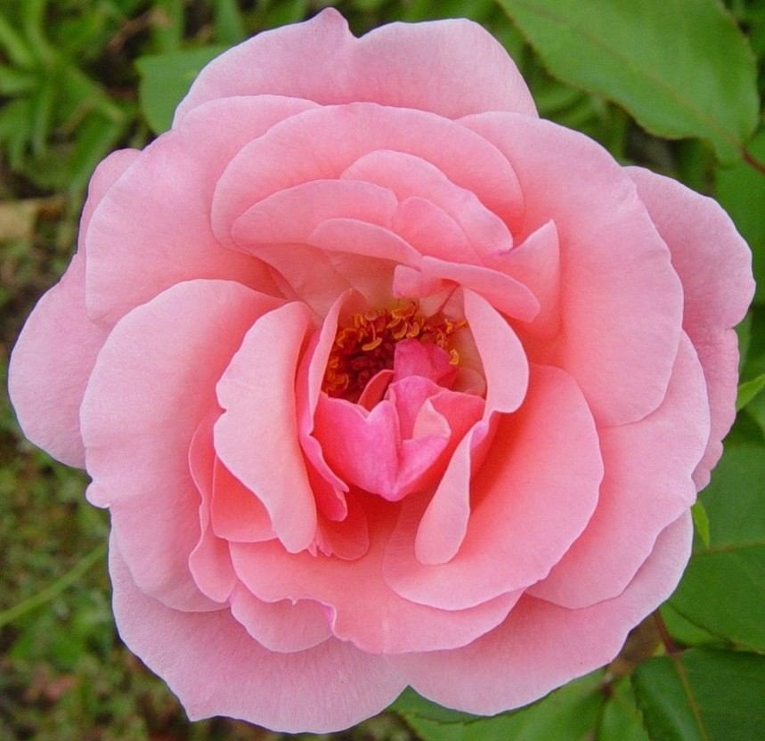 фото "еще одна роза" метки: природа, фотомонтаж, цветы