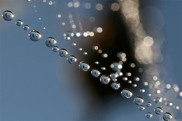 photo "Dew" tags: macro and close-up, 