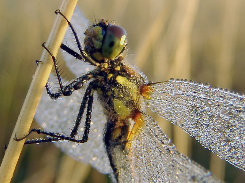 photo "***" tags: nature, insect