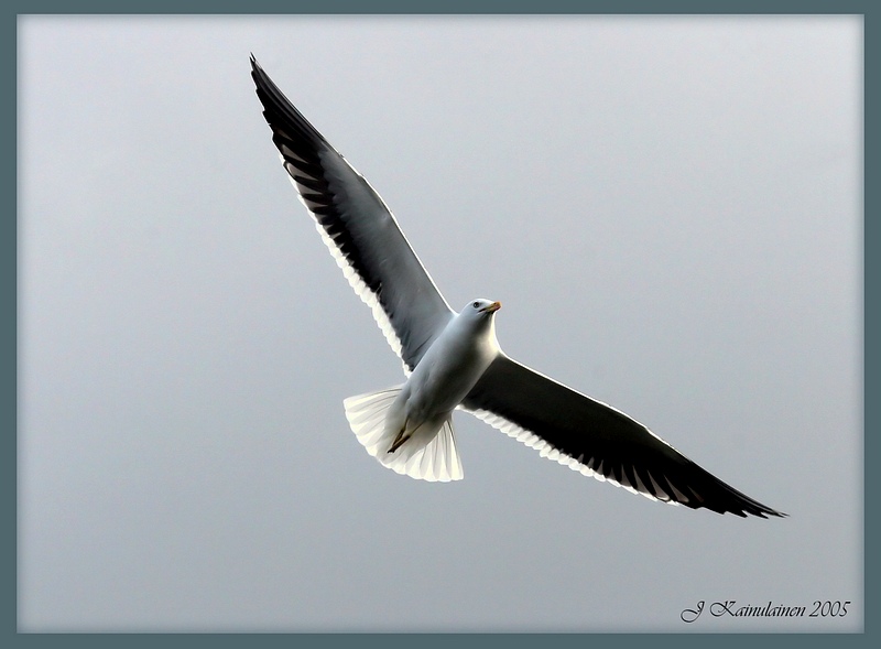 фото "Flying Gull" метки: природа, дикие животные