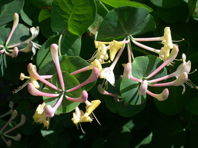 photo "Fingers as a fan" tags: nature, humor, flowers