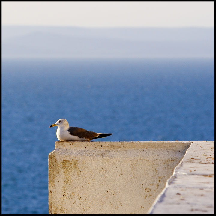photo "The seagull" tags: nature, wild animals