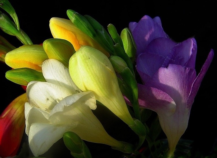 photo "together..." tags: macro and close-up, nature, flowers
