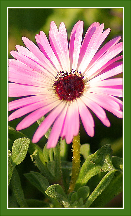 фото "MacroVision #5" метки: природа, цветы