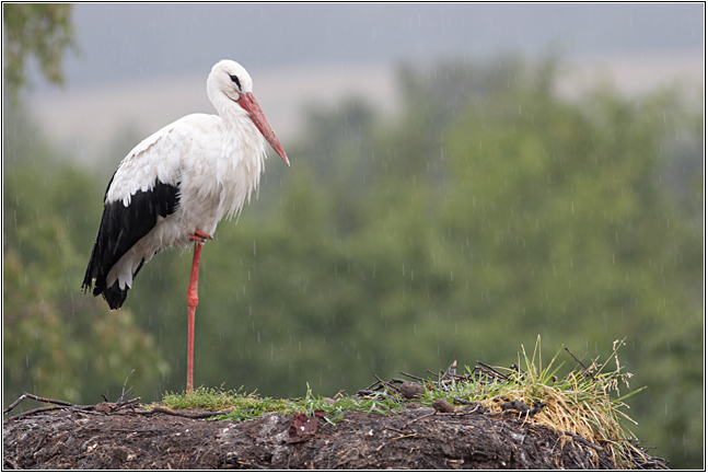 photo "About stork and rain..." tags: nature, wild animals
