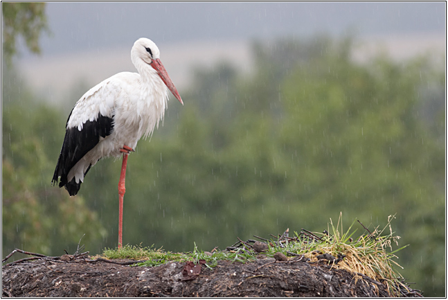 photo "About stork and rain..." tags: nature, wild animals