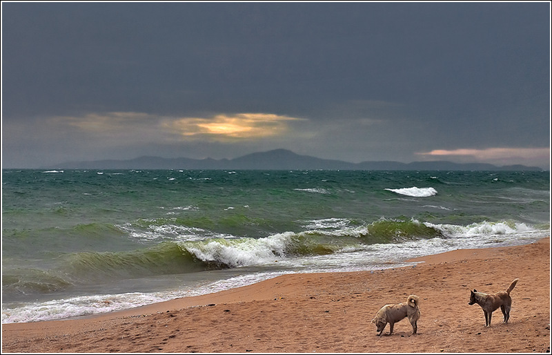 photo "About two dogs" tags: genre, landscape, water