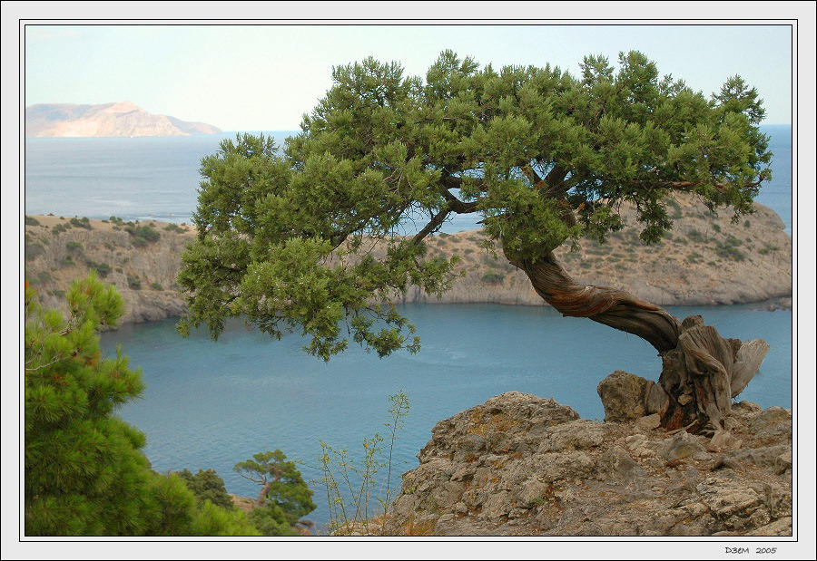 photo "Krimea's Bonsai" tags: landscape, mountains