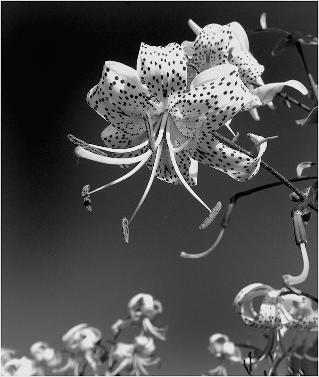 photo "Untitled photo" tags: nature, black&white, flowers