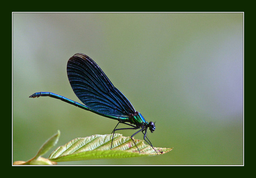 photo "**^**" tags: macro and close-up, nature, insect