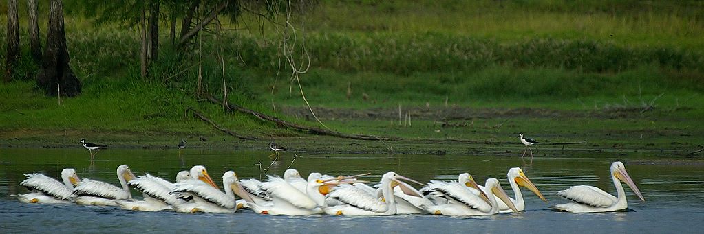 photo "The Big Parade" tags: nature, misc., wild animals