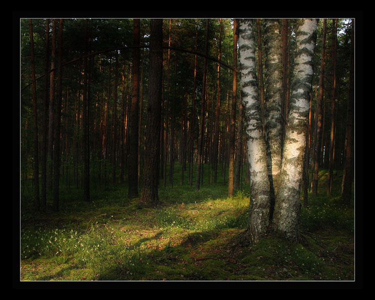 photo "***" tags: nature, landscape, forest