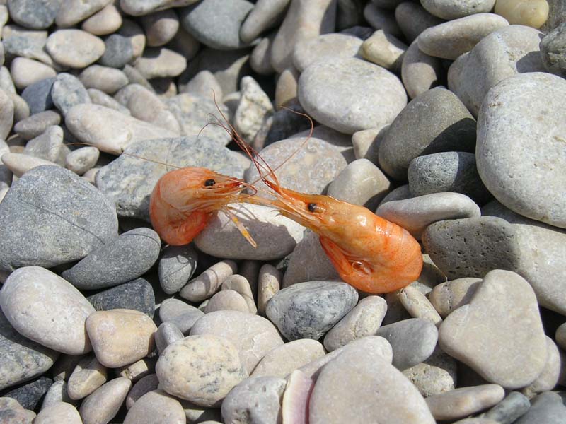 photo "shrimpы" tags: nature, 
