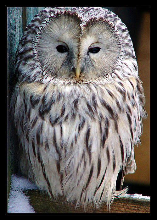 photo "Owl..." tags: nature, wild animals